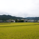 Rice fields in Wakayama Prefecture.